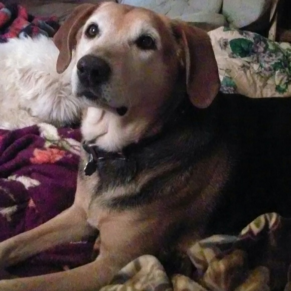 Meet your Posher, Cindy - Picture 2 of 7